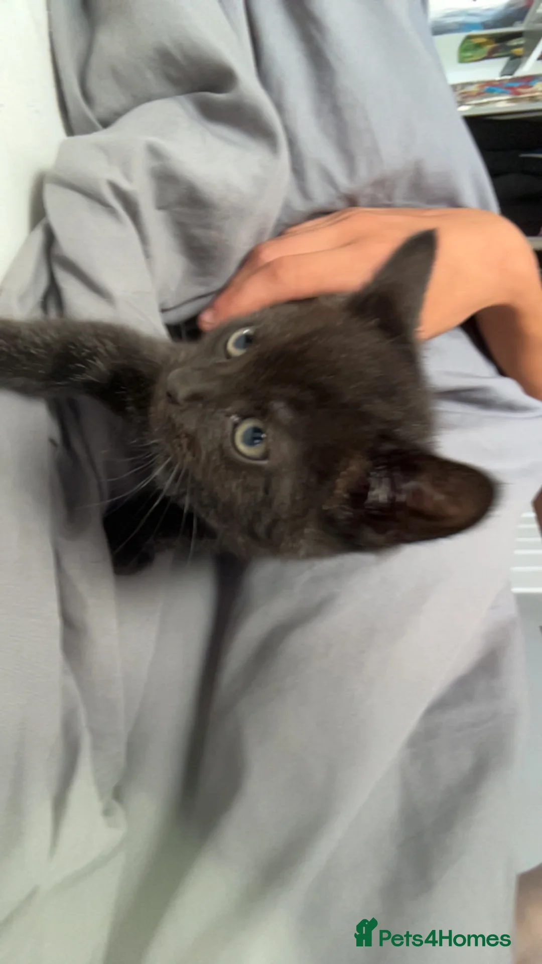 British Shorthair cats for sale: 2 x British shorthair kittens 8 weeks old - Advert 2