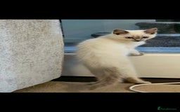 Ragdoll cats for sale: Champion dad Pedigree ragdolls GCCF  - Image 4