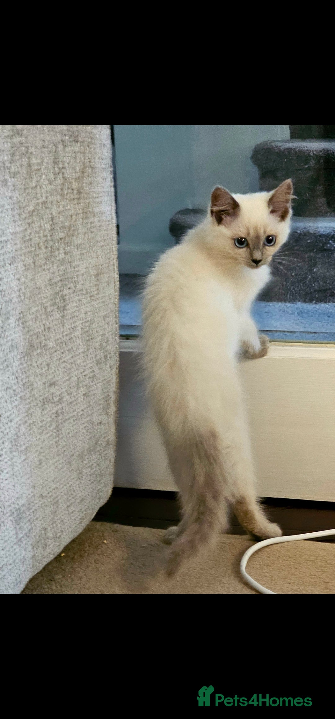 Ragdoll cats for sale: Champion dad Pedigree ragdolls GCCF  - Image 4