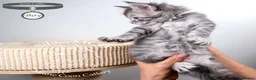 Maine Coon cats for sale: 💚Stunning XL TICA-registered Maine Coon Kittens  - Advert 14
