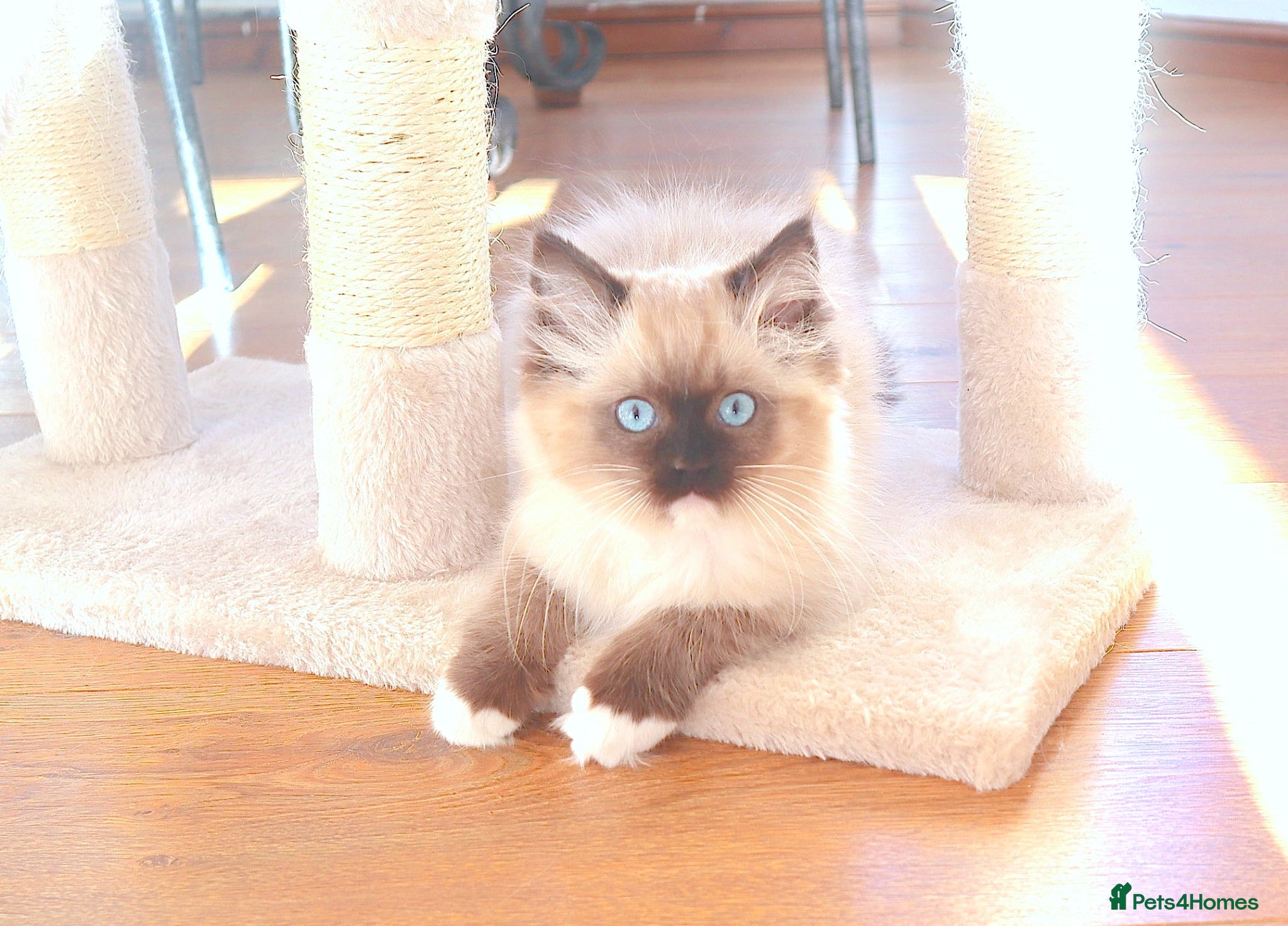 Ragdoll cats GCCF REGISTERED RAGDOLL FEMALE KITTEN - Advert 2