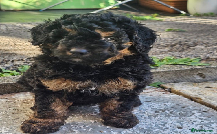 Cavapoo dogs - Advert 13