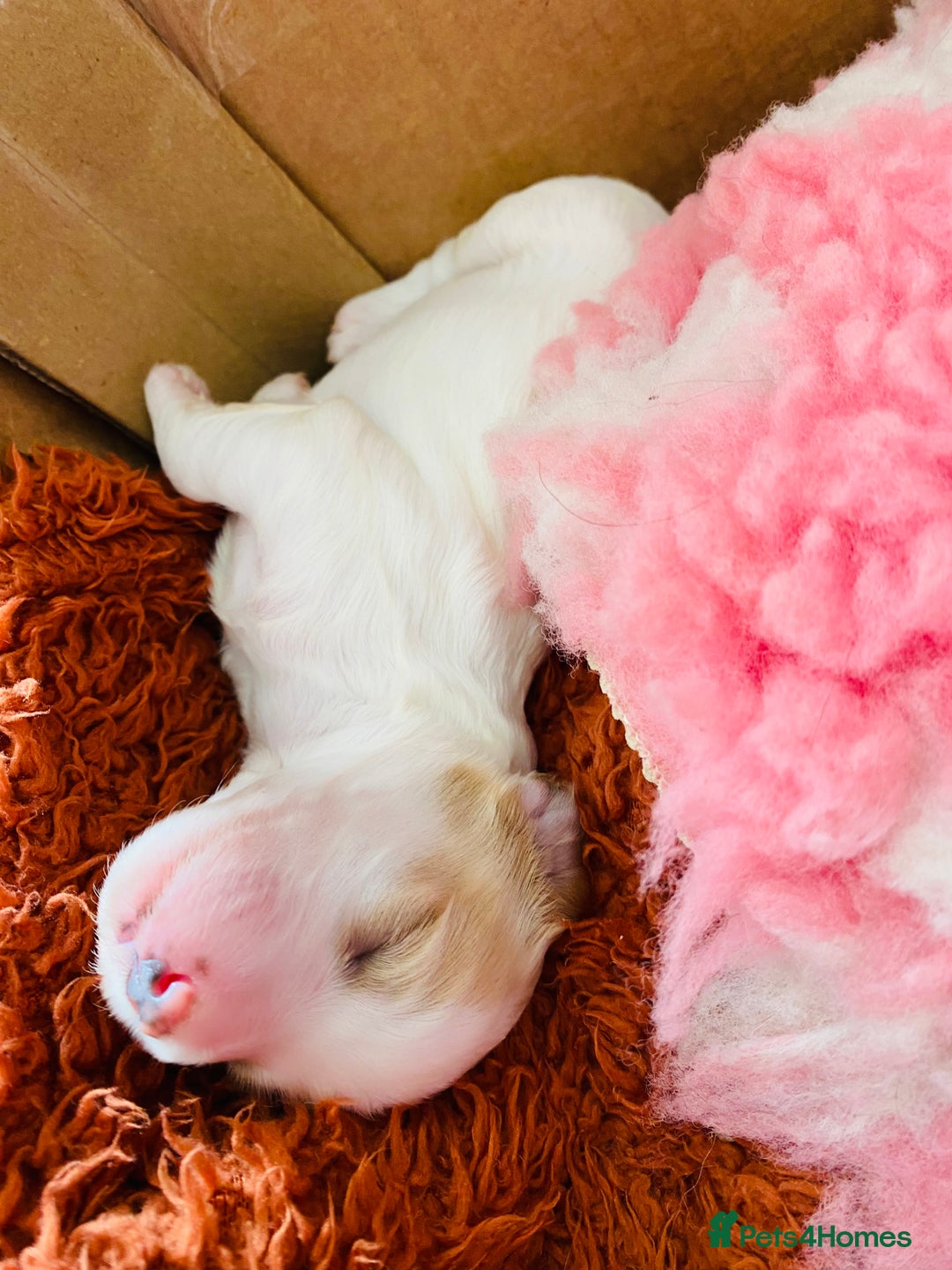 Cockapoo dogs for sale: Cocker Spaniel x Cockapoo Puppies Ready Soon  - Image 4