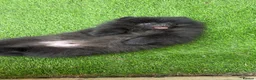 Pomeranian dogs for sale: 2 stunning male Pomeranian ready for new homes now - Advert 21