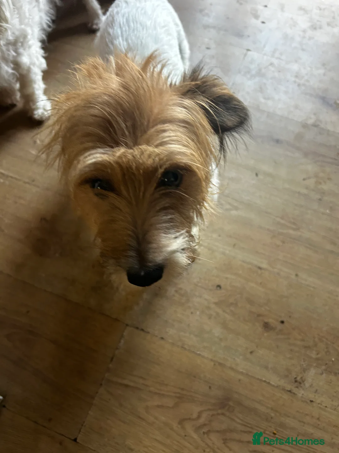 Mixed Breed dogs for sale: Terrier x in Dunmow - Advert 2