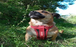 Mixed Breed dogs for adoption: 💖🐶 BONNY 🐶💖 - Image 17