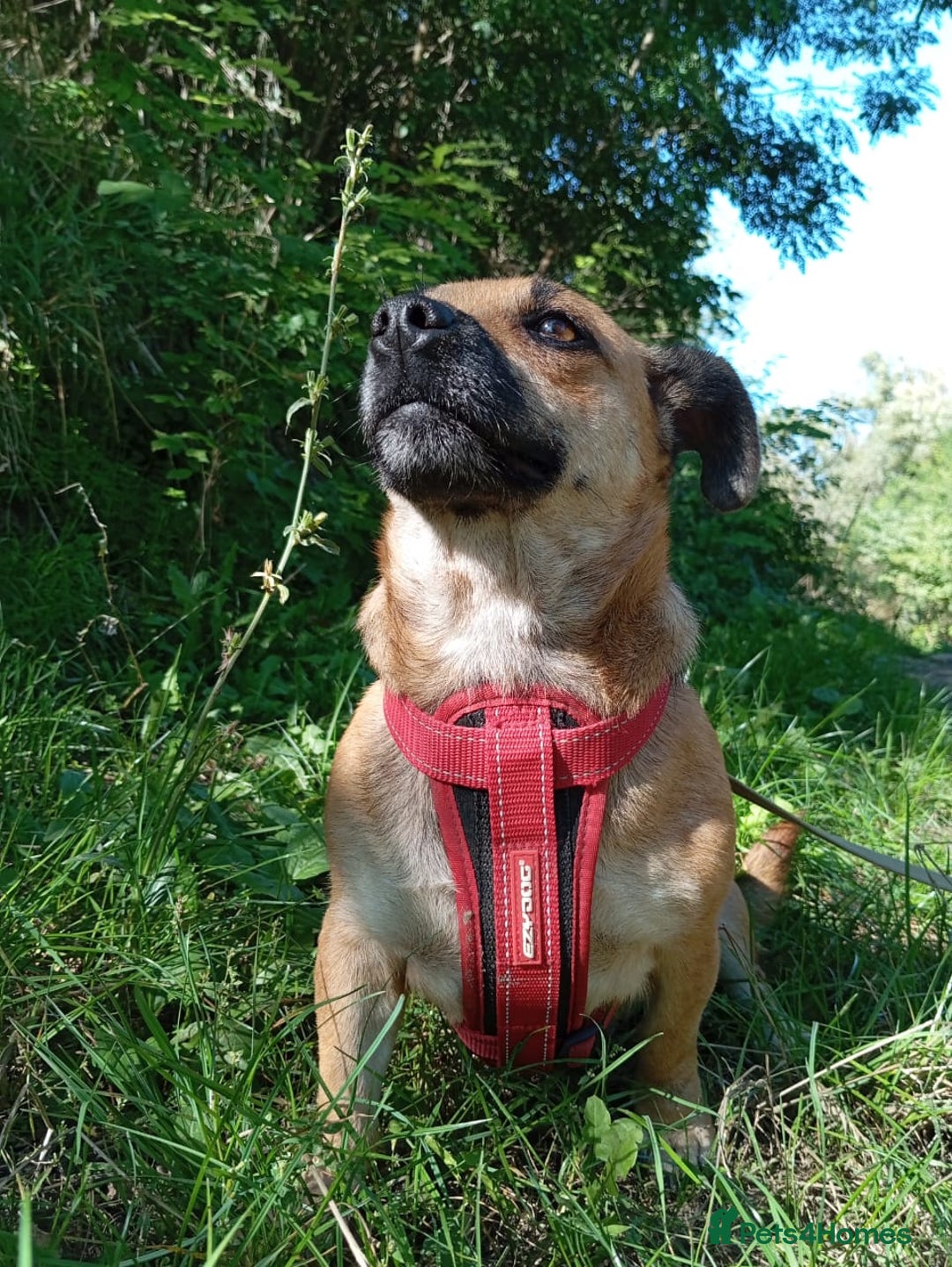 Mixed Breed dogs for adoption: 💖🐶 BONNY 🐶💖 - Image 17