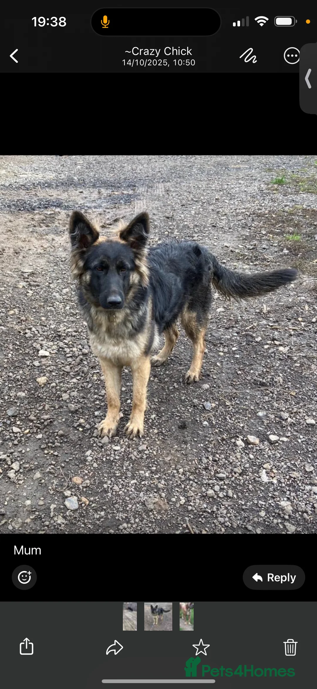 Mixed Breed dogs for sale: German shepherd mix  - Advert 3