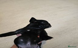 Frug dogs for sale: ✨French Bulldog Puppies Looking for Loving Homes✨  - Advert 7