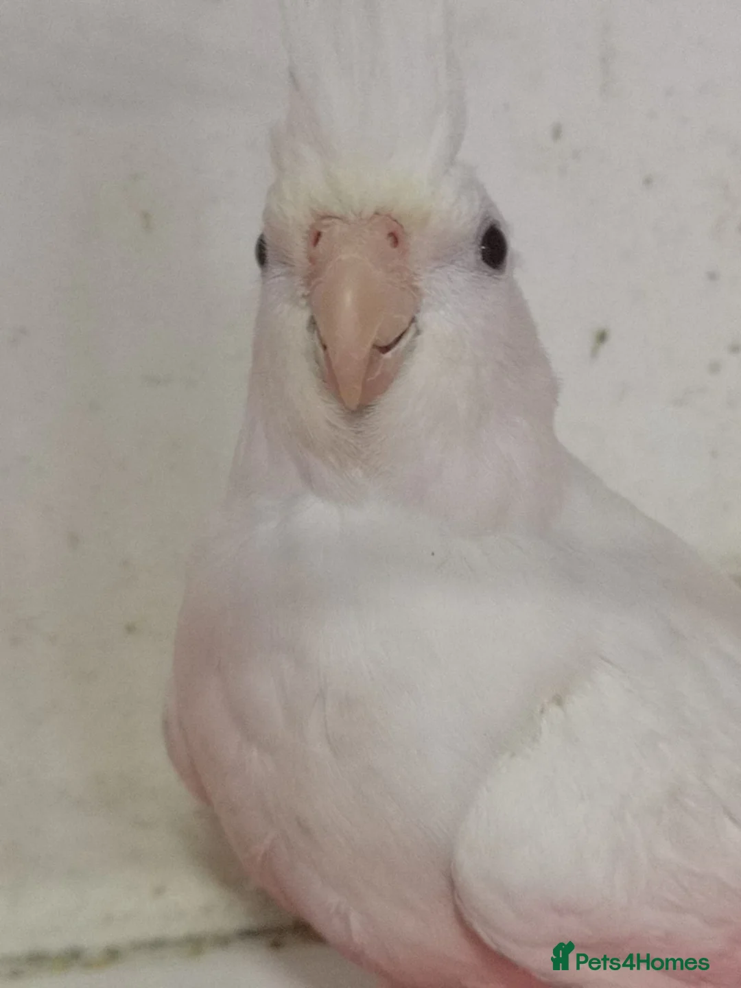 Cockatiels birds for sale: White faced Lutino cockatiel female  - Advert 2