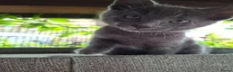 Russian Blue cats for sale: Gorgeous Russian Blue kittens - Advert 13
