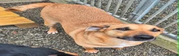 Mixed Breed dogs for adoption: Darci - In Ayr Looking for a home  - Advert 6