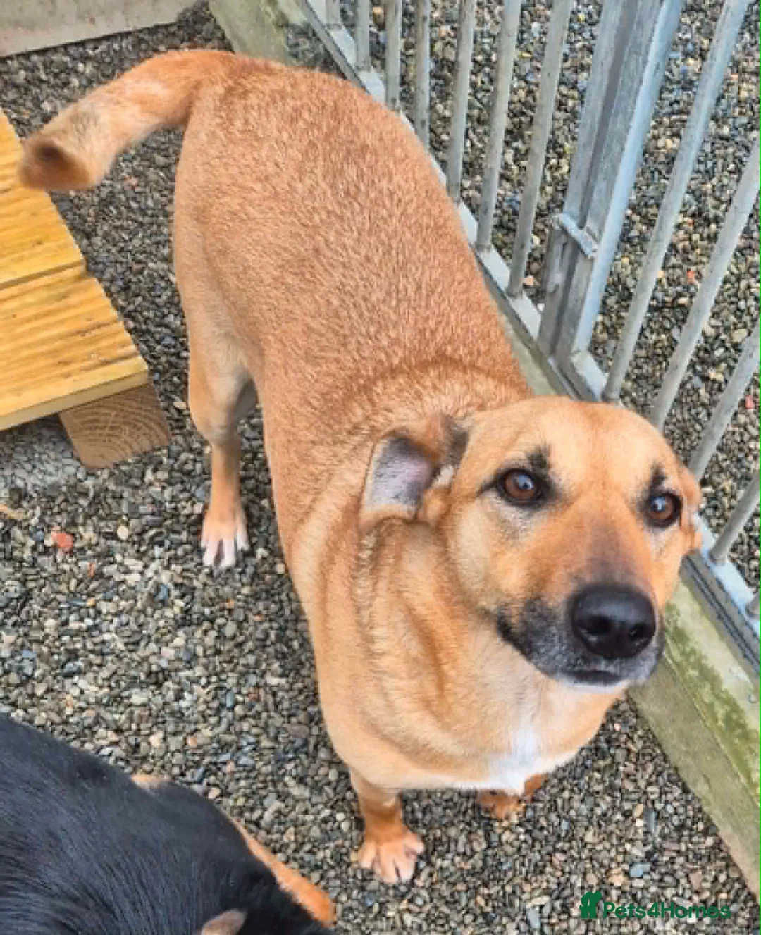 Mixed Breed dogs for adoption: Darci - In Ayr Looking for a home  - Advert 6