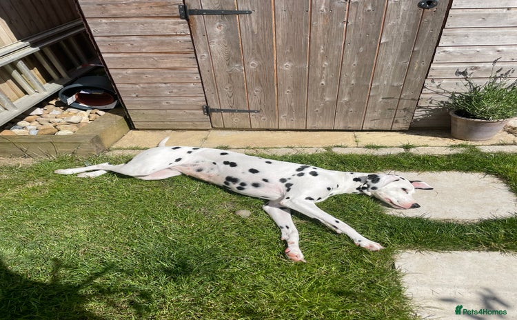 Mixed Breed dogs - Advert 1