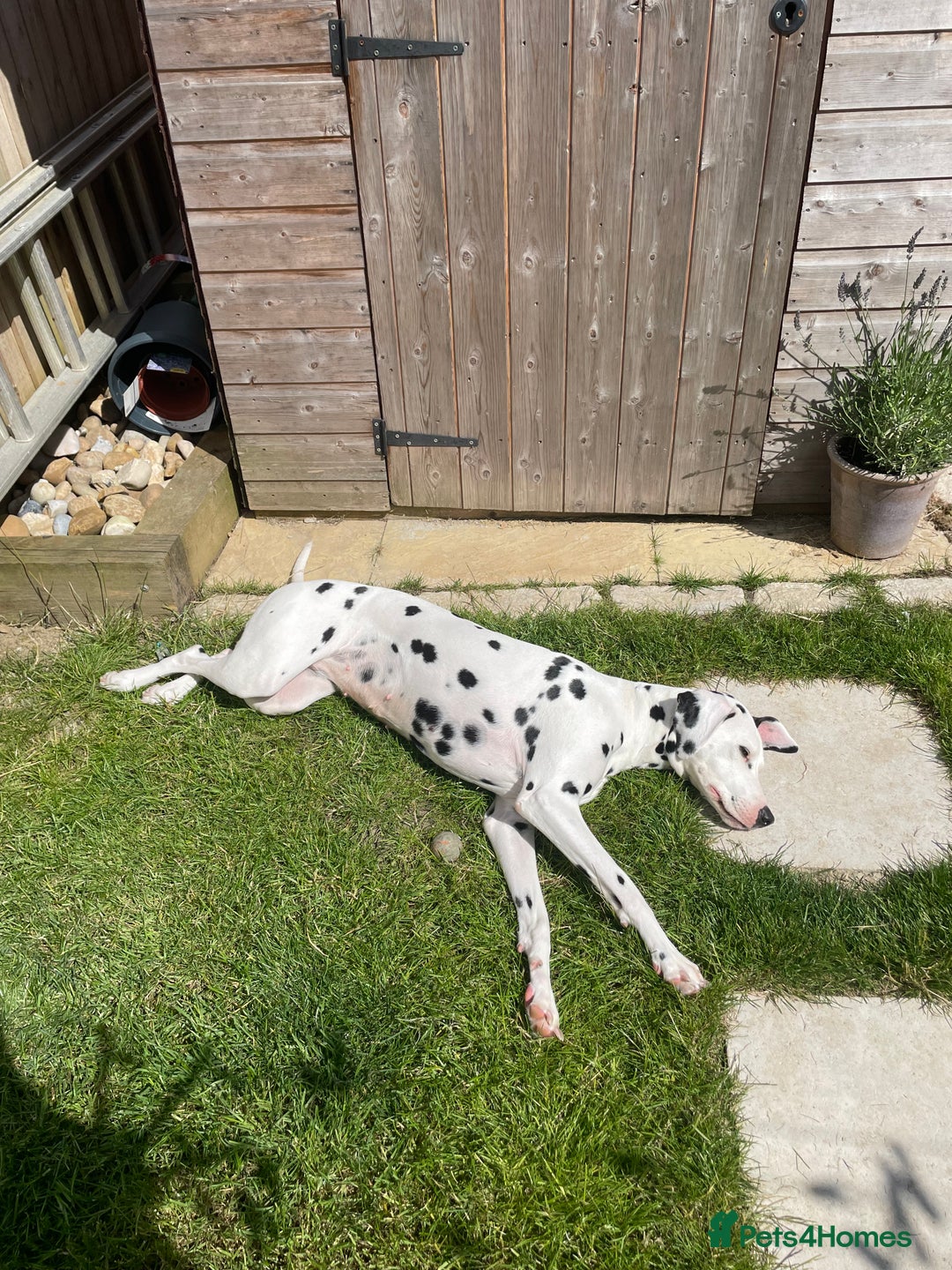 Mixed Breed dogs for sale: Dalmatian x Labrador puppies due in November  - Image 1