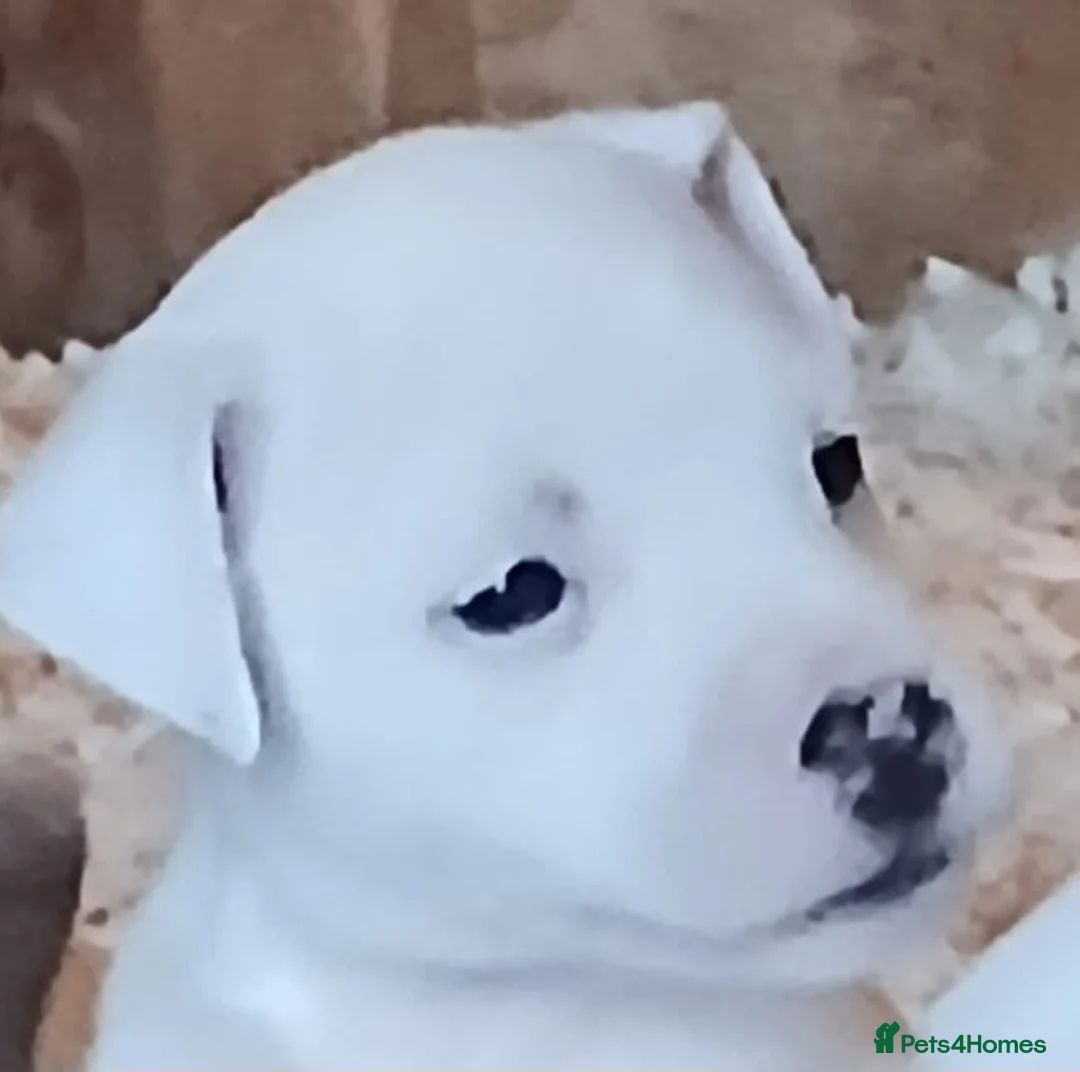 Parson Russell dogs for sale: Parson Russell Terrier pups  in Wrexham - Advert 2