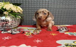 Dachshund dogs for sale: Miniature Dachshund Puppies - Advert 16