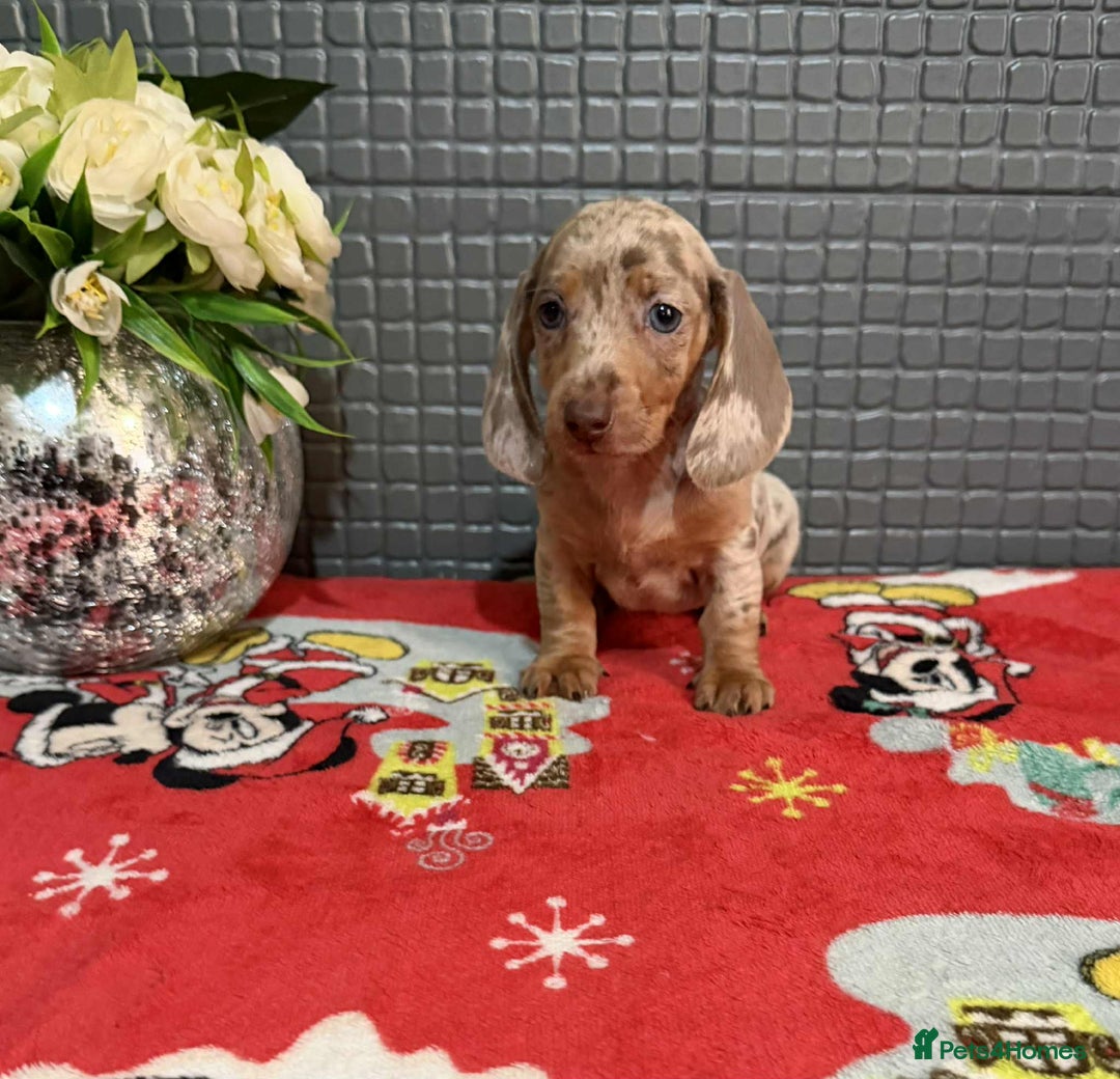 Dachshund dogs for sale: Miniature Dachshund Puppies - Advert 16