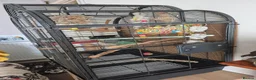 Parakeets birds for sale: Myers Parakeet in Warminster - Advert 6