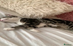 American Shorthair cats for sale: 4 months old grey and black cat  - Image 5