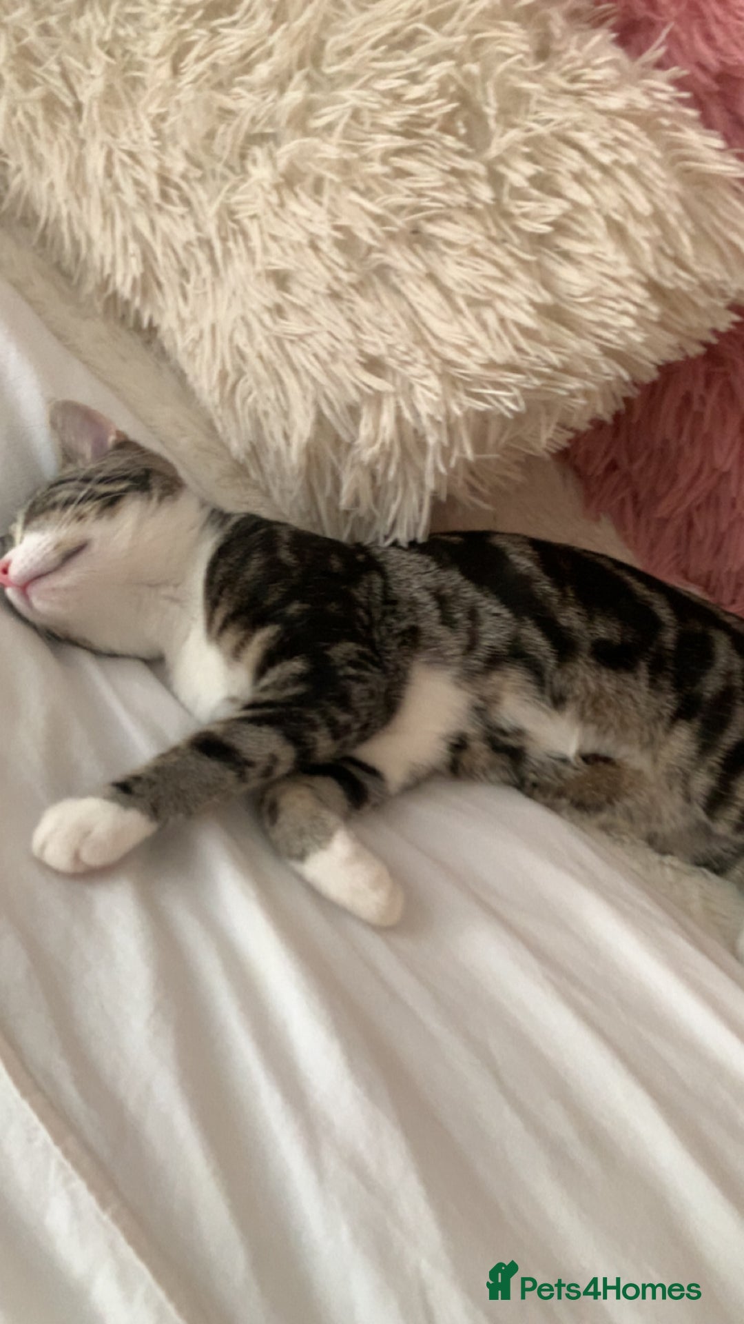 American Shorthair cats for sale: 4 months old grey and black cat  - Image 5