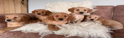 Golden Retriever dogs for stud: KC Working Golden Retriever 0/0 hips, clear DNA  - Advert 8