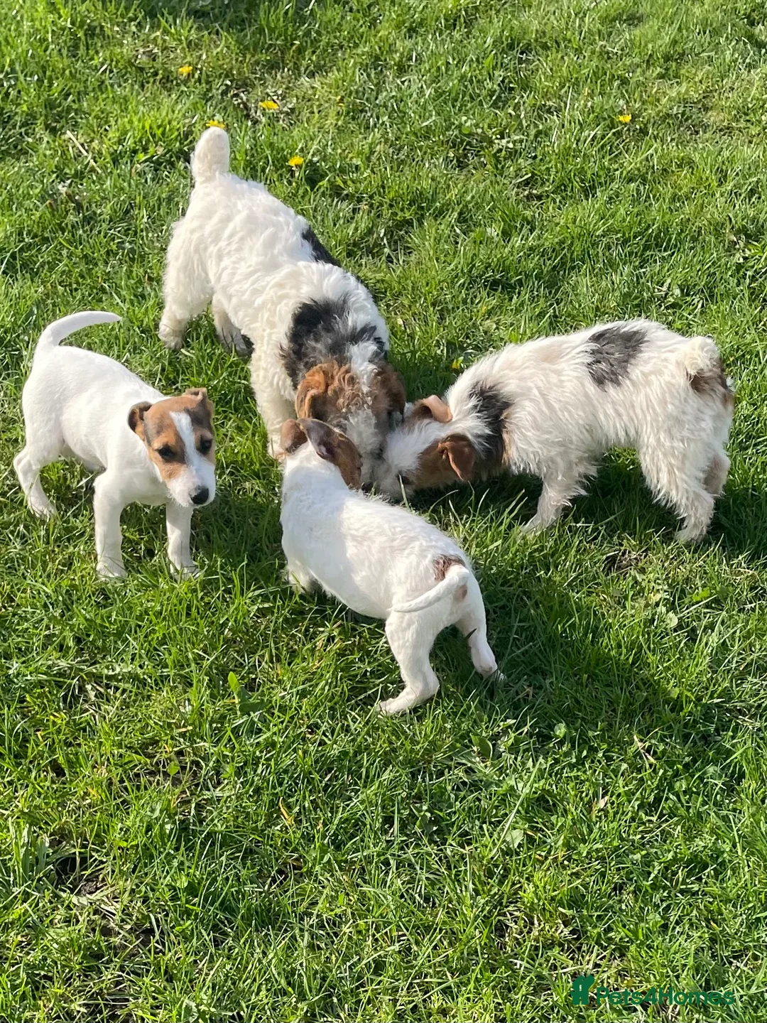 Jack Russell dogs for sale: Pure Bred Jack Russell Puppies - Advert 2