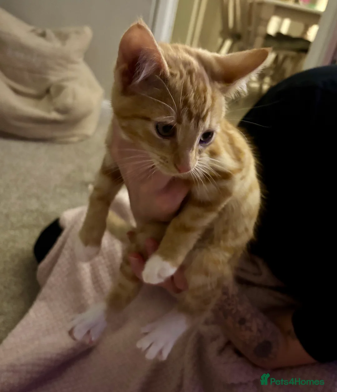 Mixed Breed cats for sale: Kittens - Advert 5