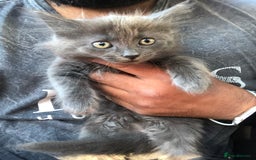Mixed Breed cats for sale: Stunning silver Maine coon x kittens ready now  - Image 5