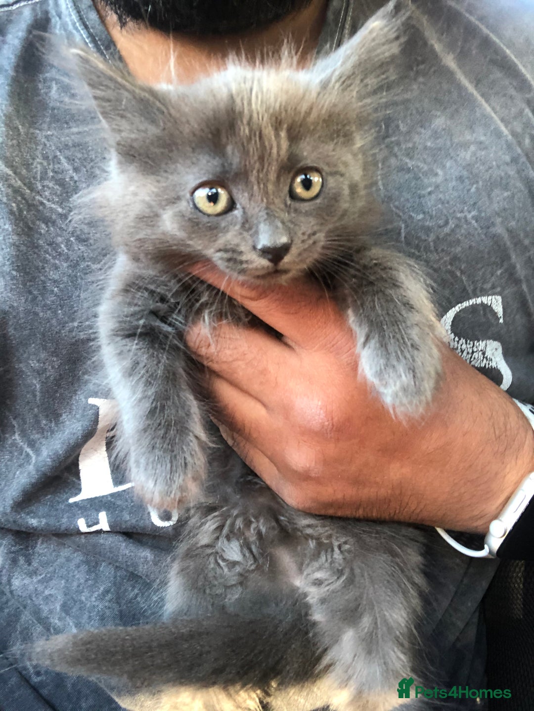 Mixed Breed cats for sale: Stunning silver Maine coon x kittens ready now  - Image 5
