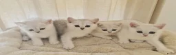 British Shorthair cats for sale: BRITISH SHORTHAIR KITTEN BLUE EYES  - Advert 1