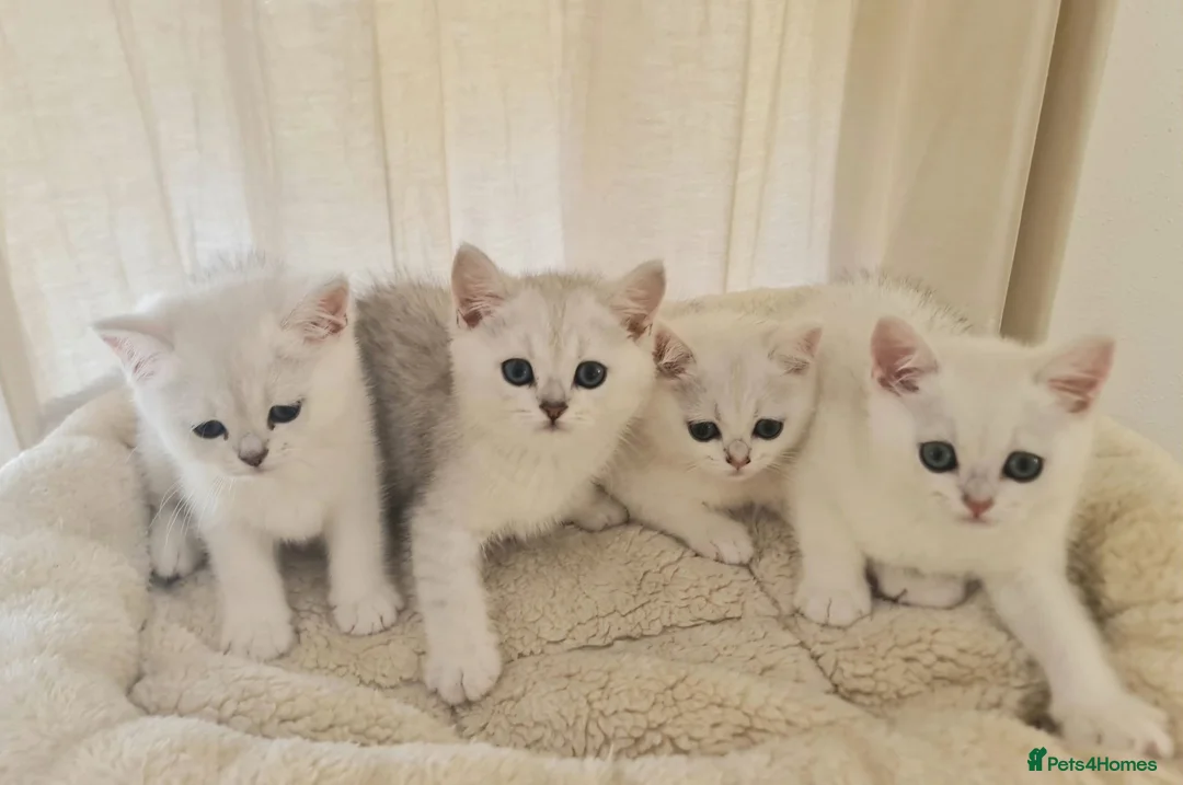 British Shorthair cats for sale: BRITISH SHORTHAIR KITTEN BLUE EYES  - Advert 1