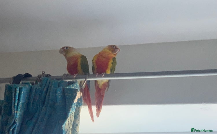 Conures birds - Advert 2