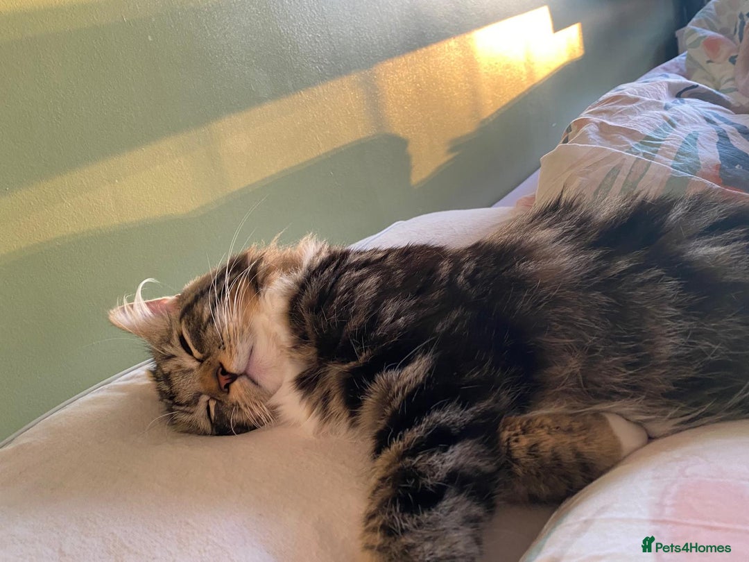 Maine Coon cats for sale: Casper  - Image 1