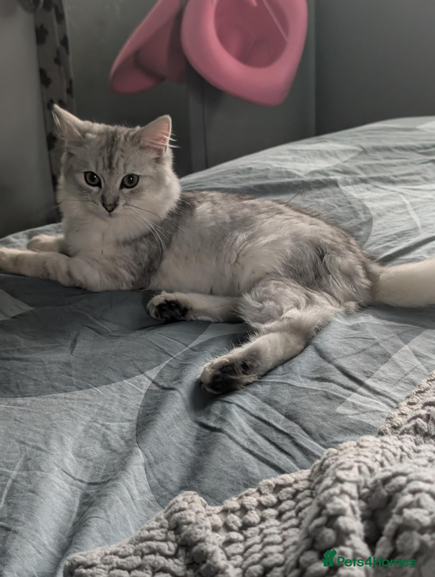 Persian cats 12 week old female kitten  - Advert 1