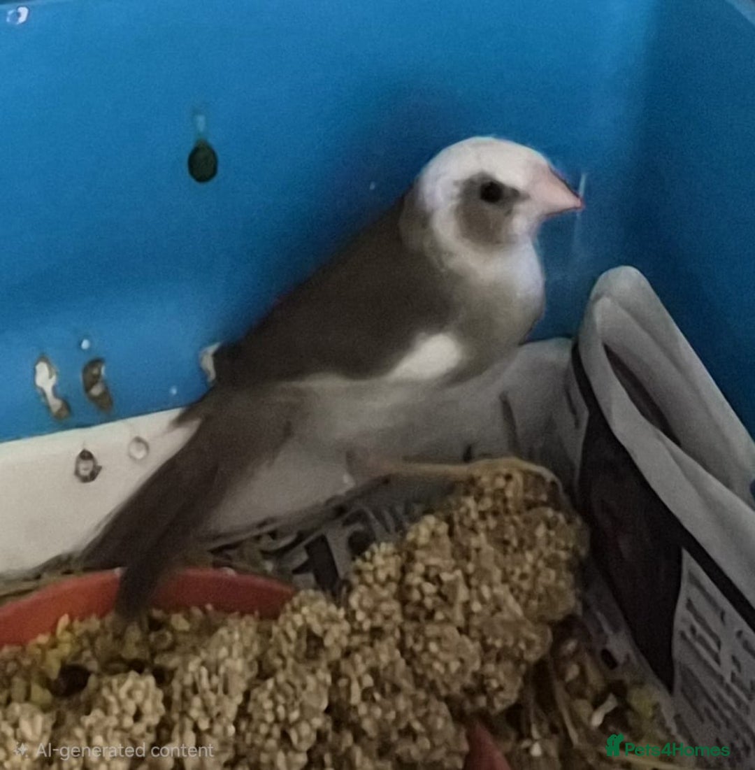 Finches birds for sale: Star finch beautifully babys - Image 3