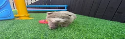 Chow Chow dogs for sale: Stunning exotic colour chowski puppies for sale  - Advert 15