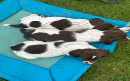 English Springer Spaniel dogs for sale: READY TO GO - KC Reg, Docked, Springer Puppies - Image 7