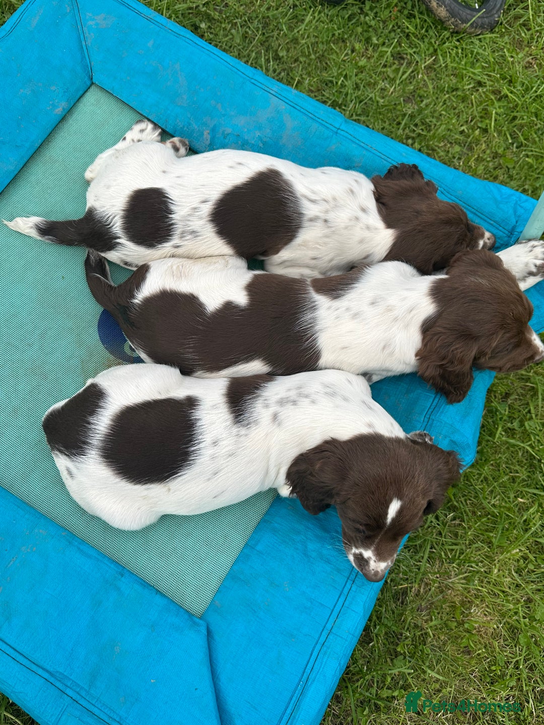 English Springer Spaniel dogs for sale: READY TO GO - KC Reg, Docked, Springer Puppies - Image 7