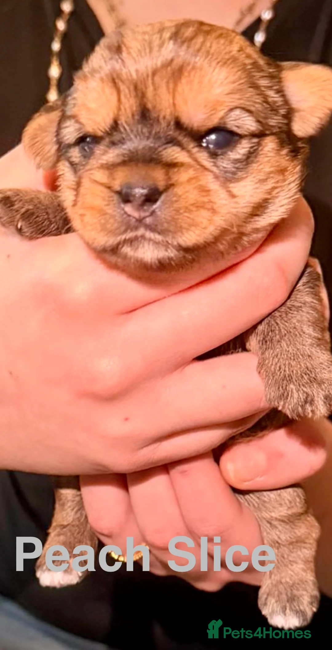 Yorkshire Terrier dogs for sale: Miniature Yorkshire Terriers - Advert 13