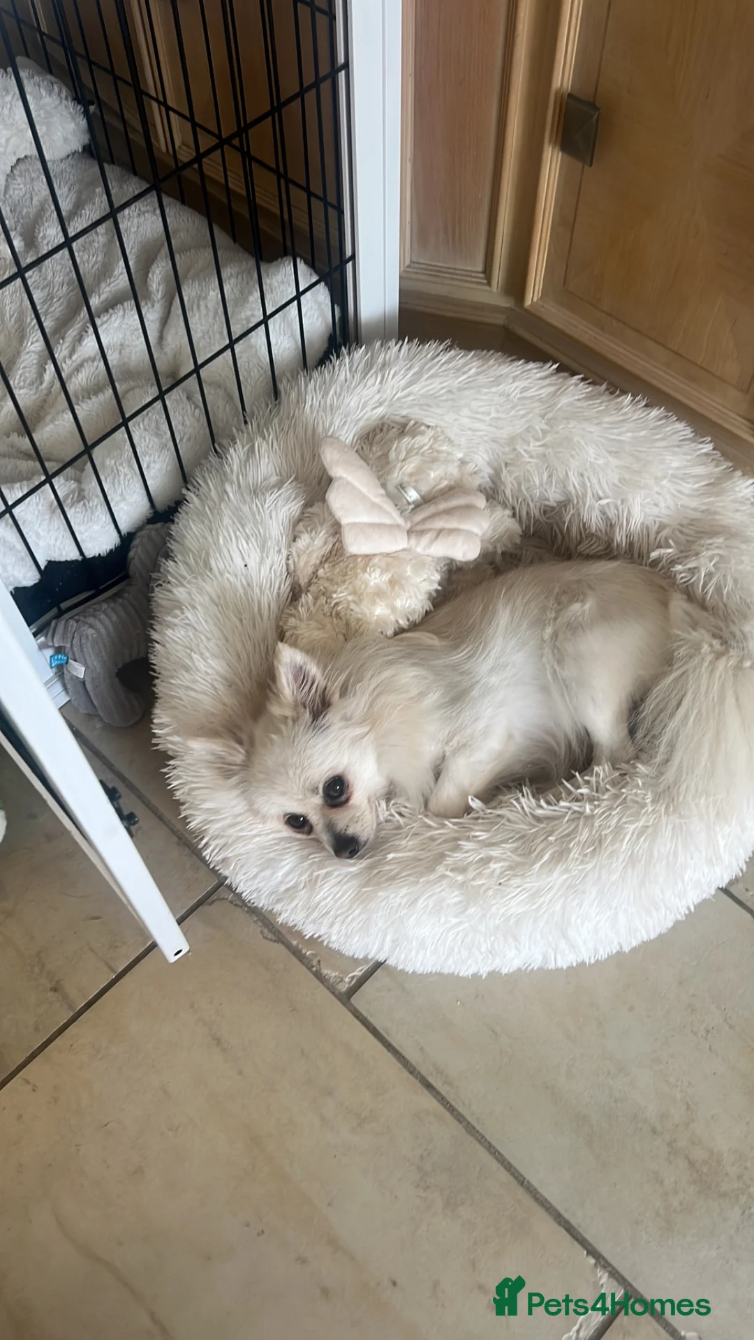 Pomeranian dogs for sale: 6 Year Old Female Pomeranian for sale in Hounslow - Advert 7