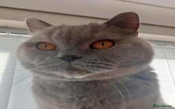 British Shorthair cats for sale: British blue shorthair 4yrs old  - Image 2