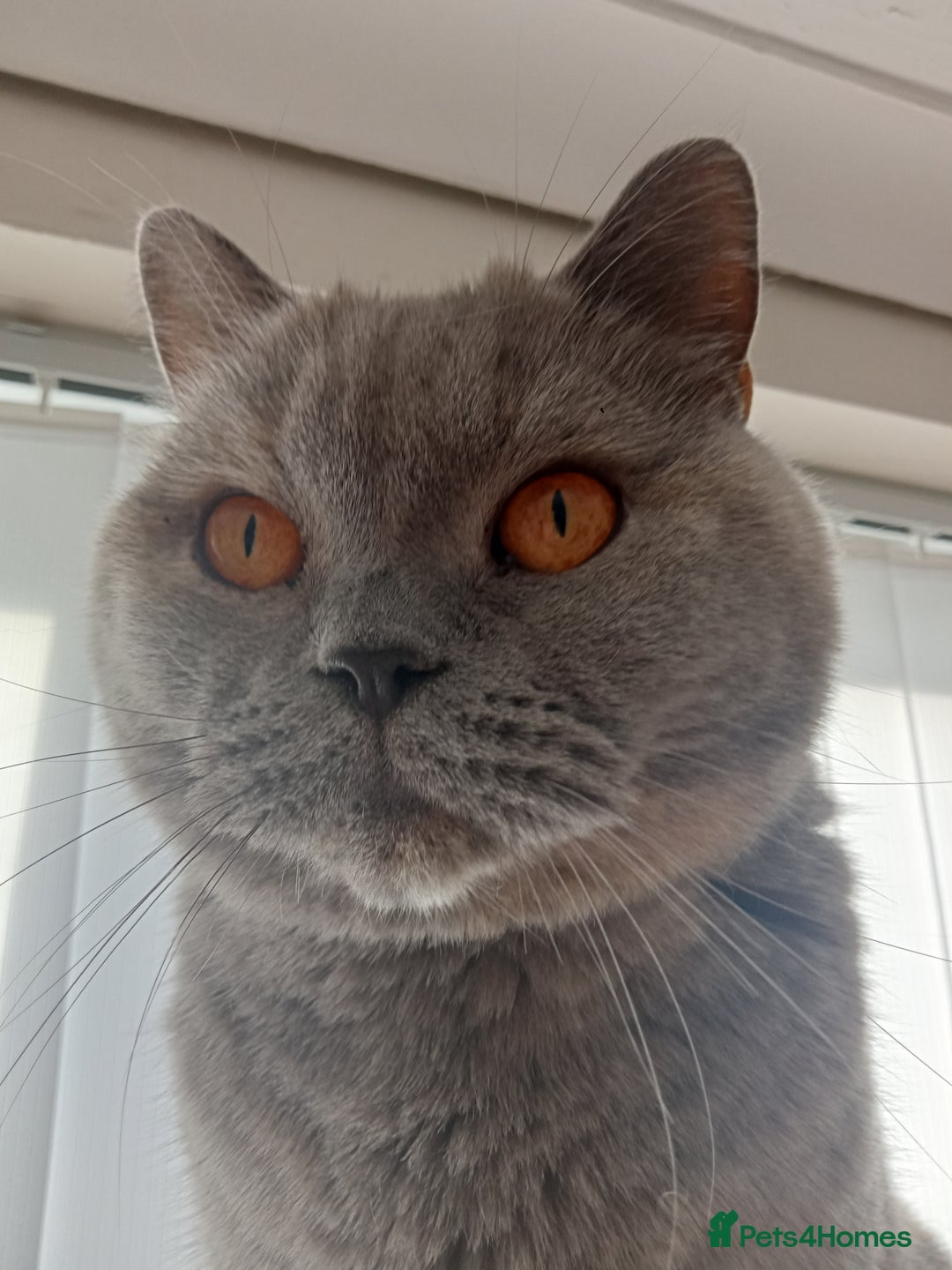 British Shorthair cats for sale: British blue shorthair 4yrs old  - Image 2
