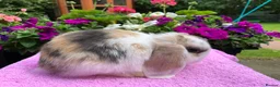 Mini Lop rabbits for sale: Gorgeous purebred baby mini lops ready to reserve - Advert 26