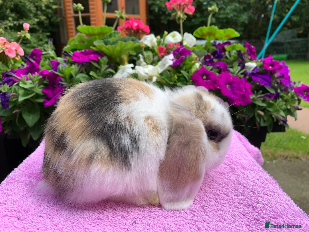 Mini Lop rabbits for sale: Gorgeous purebred baby mini lops ready to reserve - Advert 26