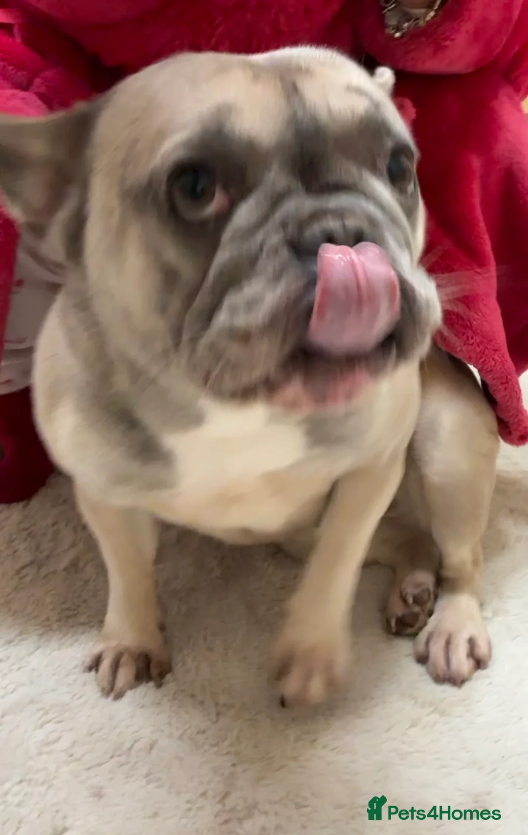 French Bulldog dogs for sale: FEMALE French Bulldog for rehoming - Advert 4