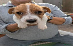 Jack Russell dogs for sale: Jack Russel puppies  - Image 10