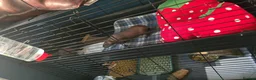Guinea Pig rodents for sale: 2x female skinny pigs - Advert 12