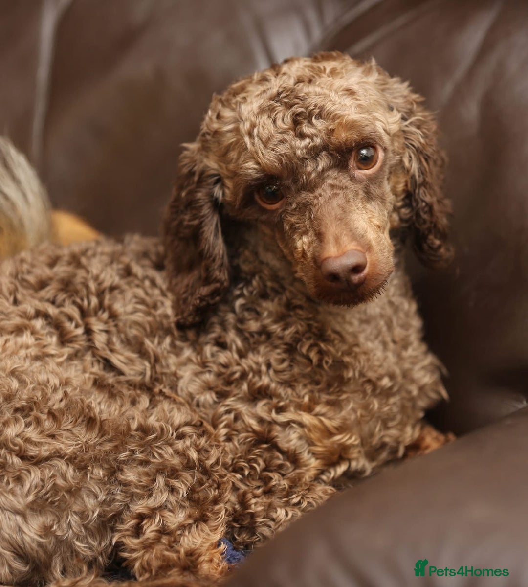 Miniature Poodle dogs for sale: Lovely poodle  - Advert 3