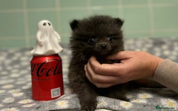 Pomeranian dogs for sale: Beautiful Pomeranian puppies  - Image 7